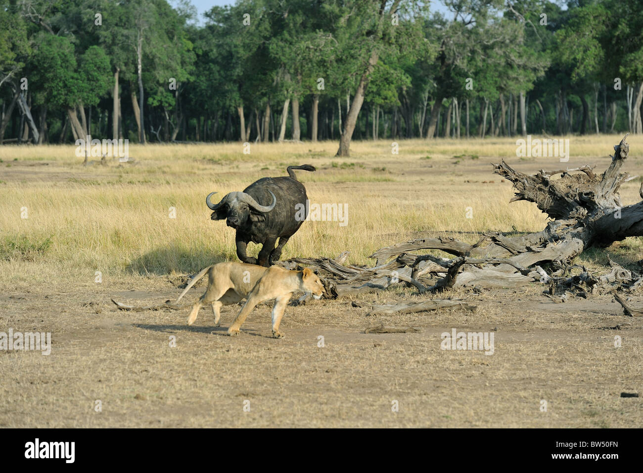 East african Lion - Massai-Löwe (Panthera Leo Nubica) Angesicht zu Angesicht mit afrikanischer Büffel - Kaffernbüffel (Syncerus Caffer) Stockfoto