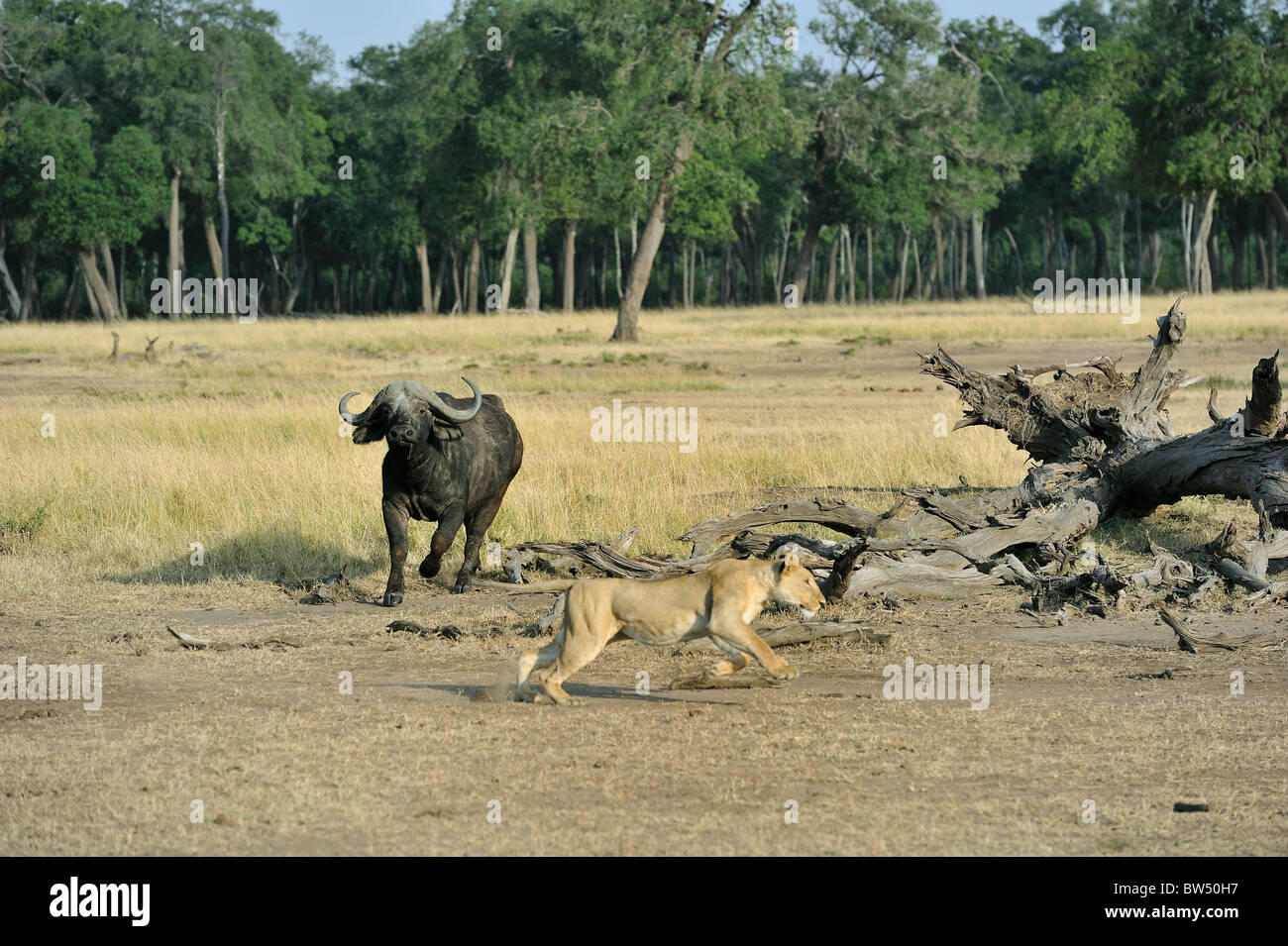 East african Lion - Massai-Löwe (Panthera Leo Nubica) Angesicht zu Angesicht mit afrikanischer Büffel - Kaffernbüffel (Syncerus Caffer) Stockfoto