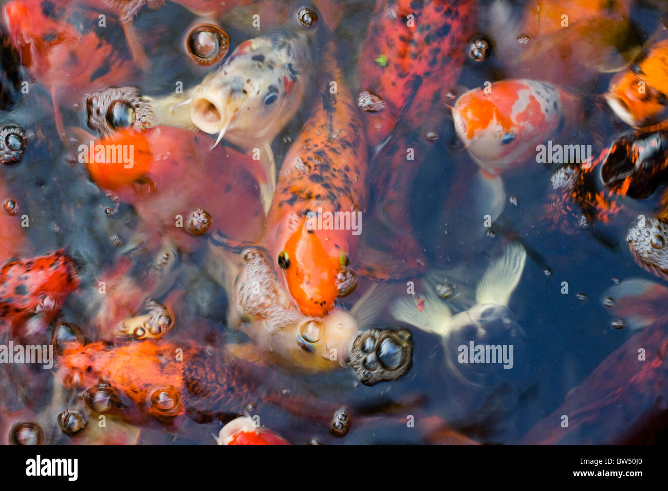 Farbige koi Fotos und Bildmaterial in hoher Auflösung Alamy