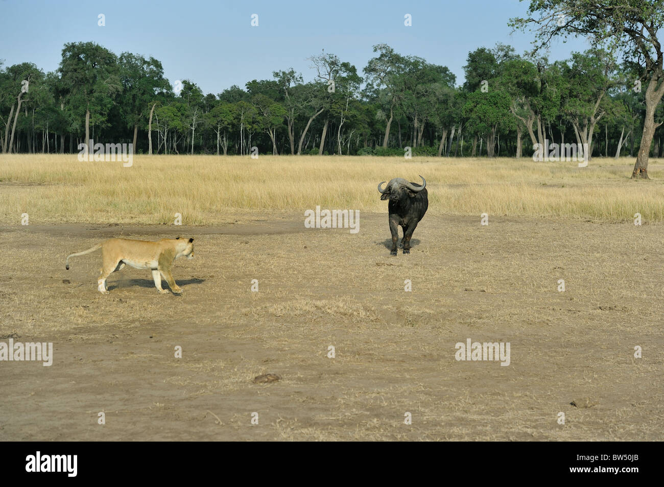 East african Lion - Massai-Löwe (Panthera Leo Nubica) Angesicht zu Angesicht mit afrikanischer Büffel - Kaffernbüffel (Syncerus Caffer) Stockfoto