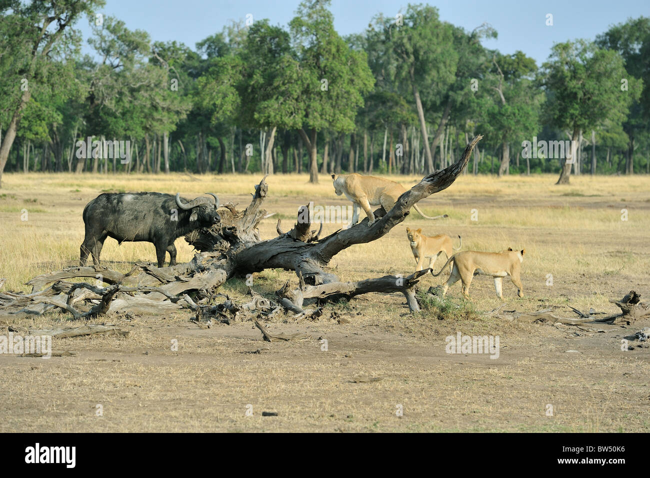East african Lion - Massai-Löwe (Panthera Leo Nubica) Angesicht zu Angesicht mit afrikanischer Büffel - Kaffernbüffel (Syncerus Caffer) Stockfoto