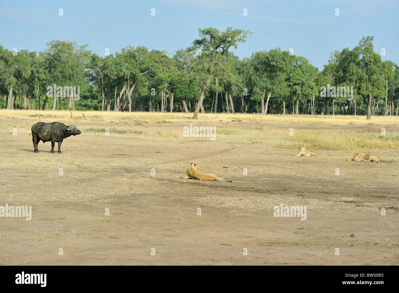 East african Lion - Massai-Löwe (Panthera Leo Nubica) Angesicht zu Angesicht mit afrikanischer Büffel - Kaffernbüffel (Syncerus Caffer) Stockfoto