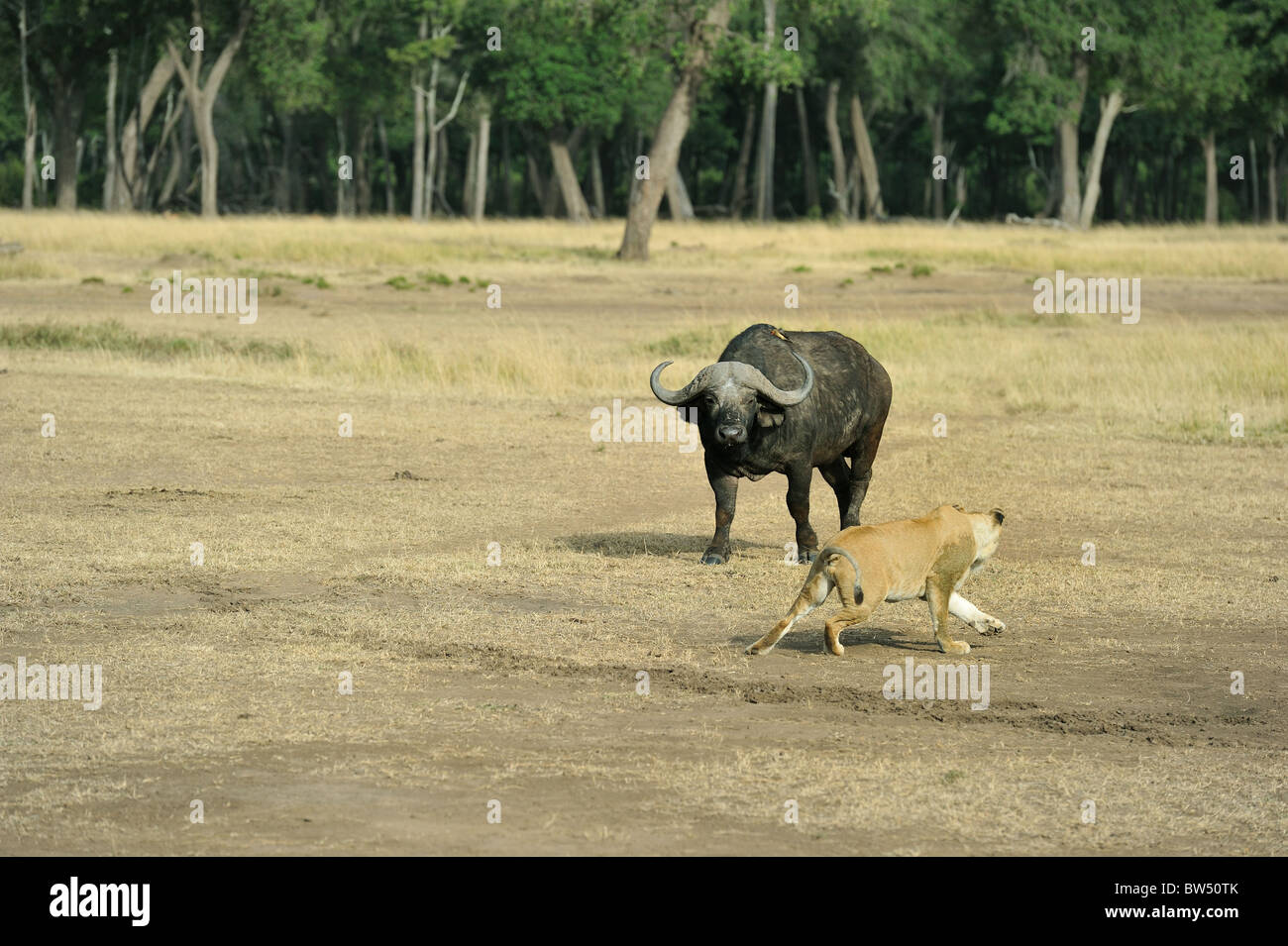 East african Lion - Massai-Löwe (Panthera Leo Nubica) Angesicht zu Angesicht mit afrikanischer Büffel - Kaffernbüffel (Syncerus Caffer) Stockfoto