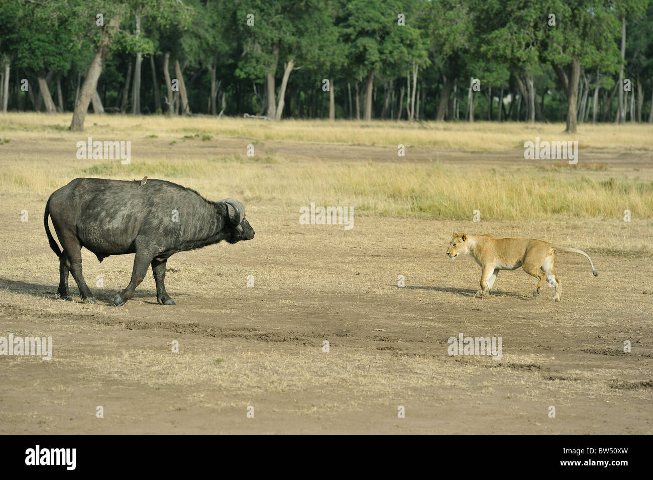 East african Lion - Massai-Löwe (Panthera Leo Nubica) Angesicht zu Angesicht mit afrikanischer Büffel - Kaffernbüffel (Syncerus Caffer) Stockfoto