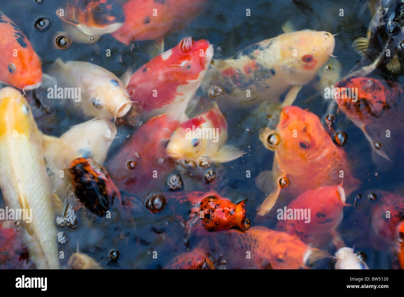 Farbige koi Fotos und Bildmaterial in hoher Auflösung Alamy