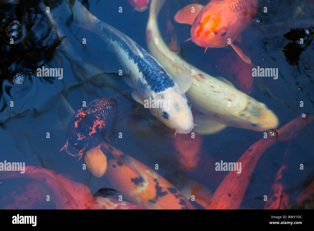 Karpfen unterwasser Fotos und Bildmaterial in hoher Auflösung Alamy