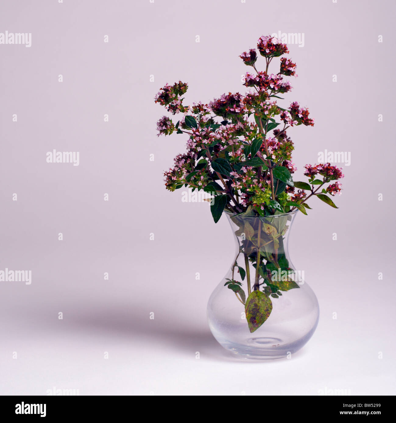 Oregano-Blumen Stockfoto