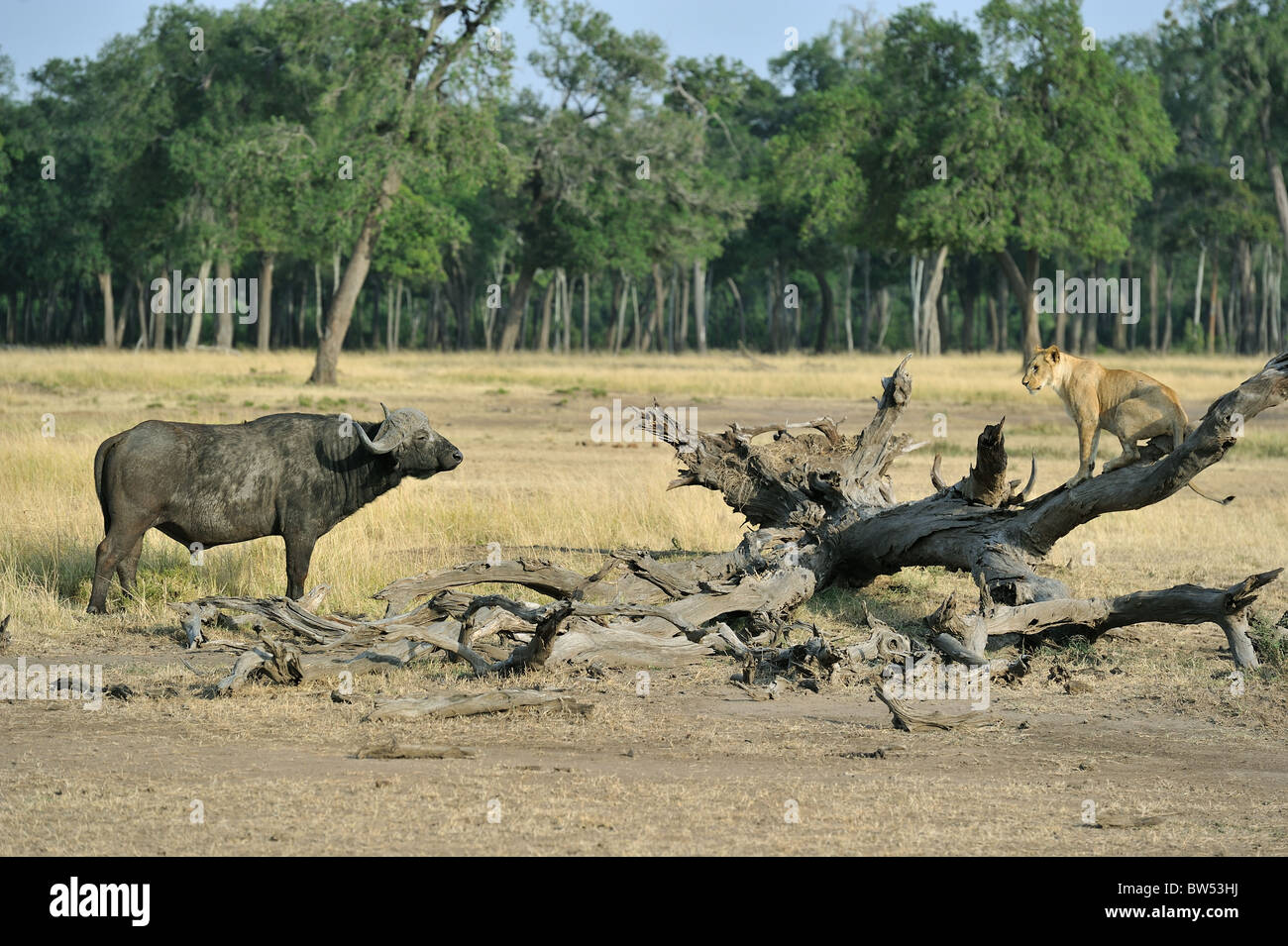 East african Lion - Massai-Löwe (Panthera Leo Nubica) Angesicht zu Angesicht mit afrikanischer Büffel - Kaffernbüffel (Syncerus Caffer) Stockfoto