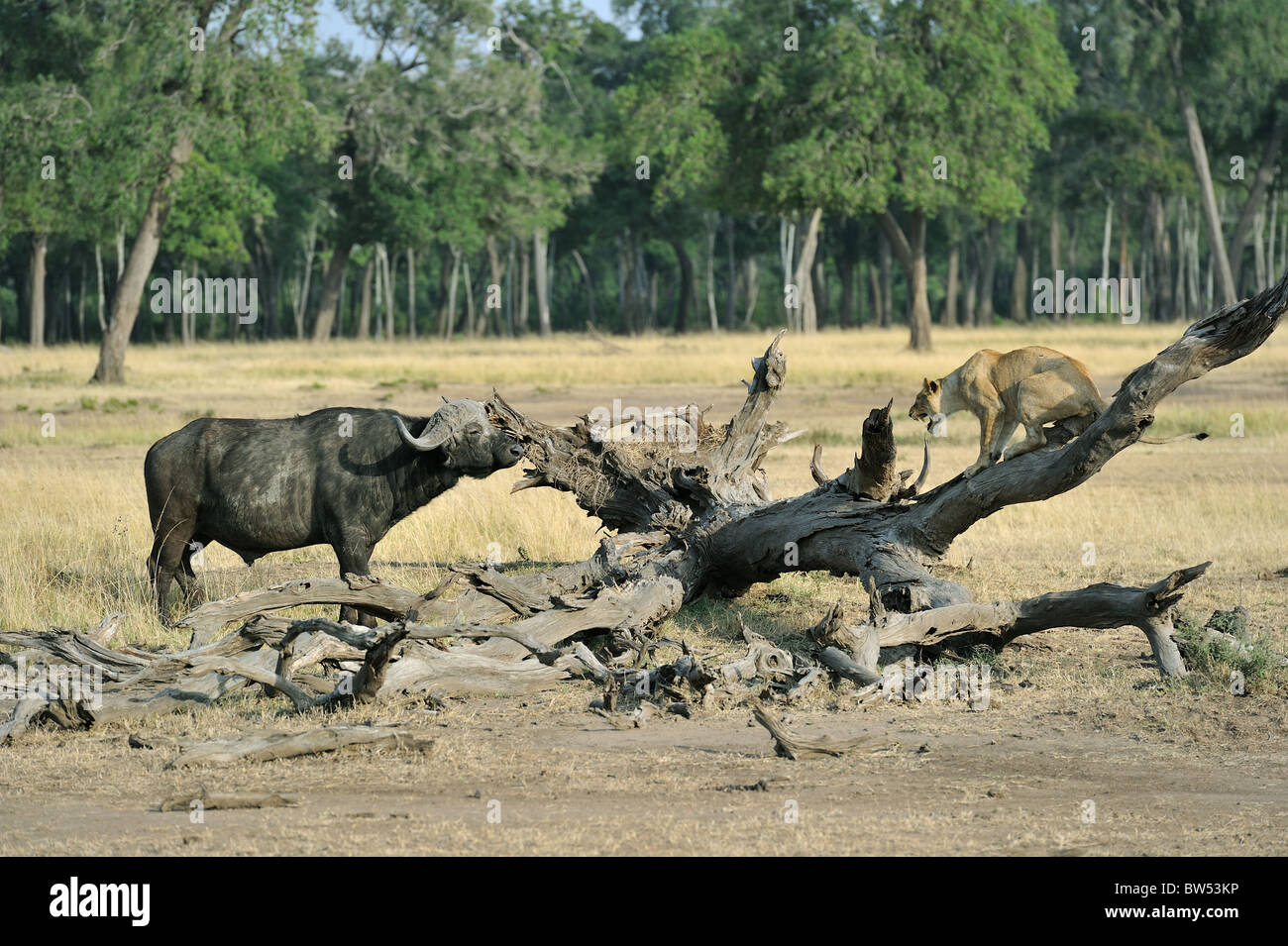 East african Lion - Massai-Löwe (Panthera Leo Nubica) Angesicht zu Angesicht mit afrikanischer Büffel - Kaffernbüffel (Syncerus Caffer) Stockfoto