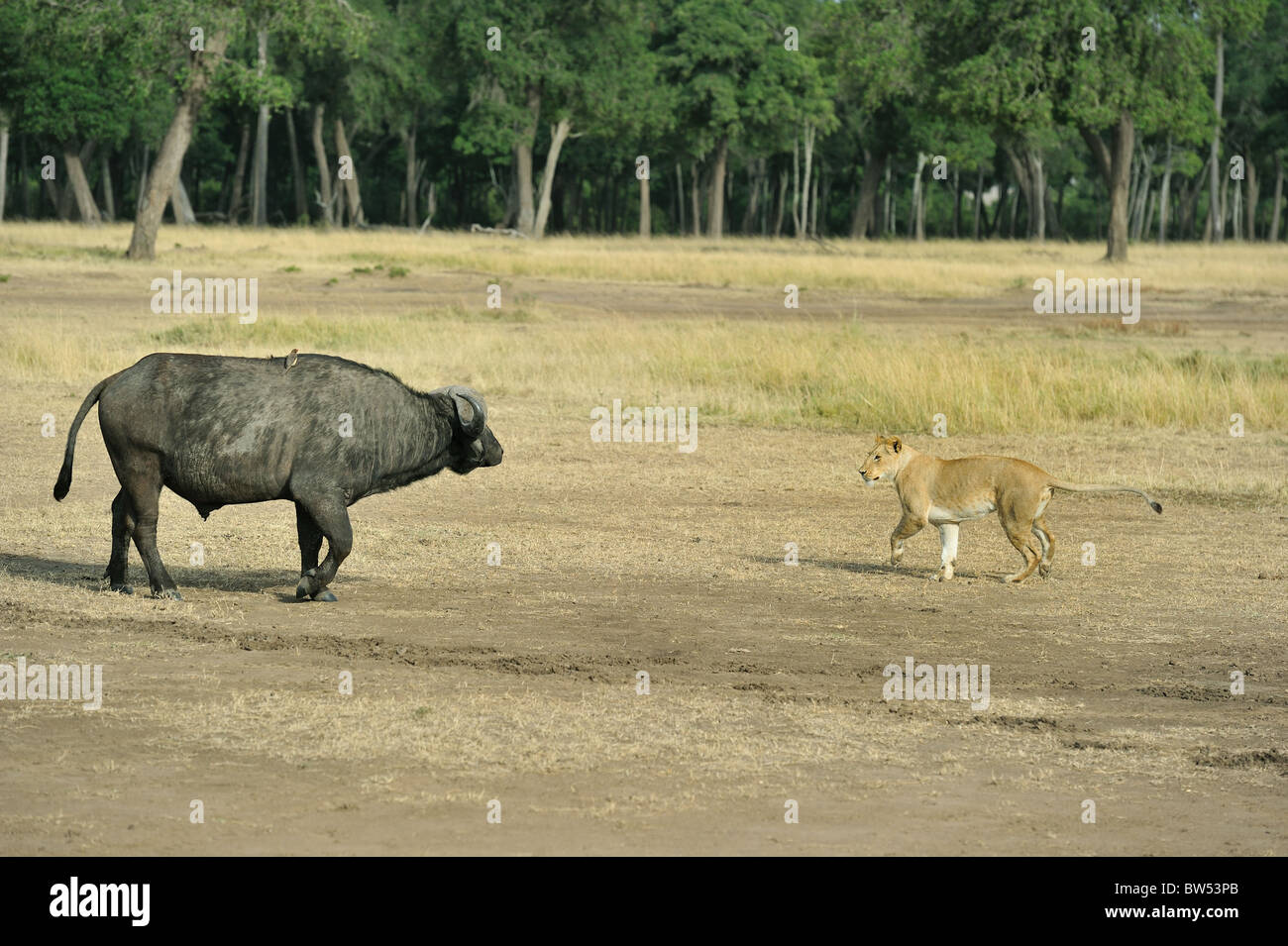 East african Lion - Massai-Löwe (Panthera Leo Nubica) Angesicht zu Angesicht mit afrikanischer Büffel - Kaffernbüffel (Syncerus Caffer) Stockfoto