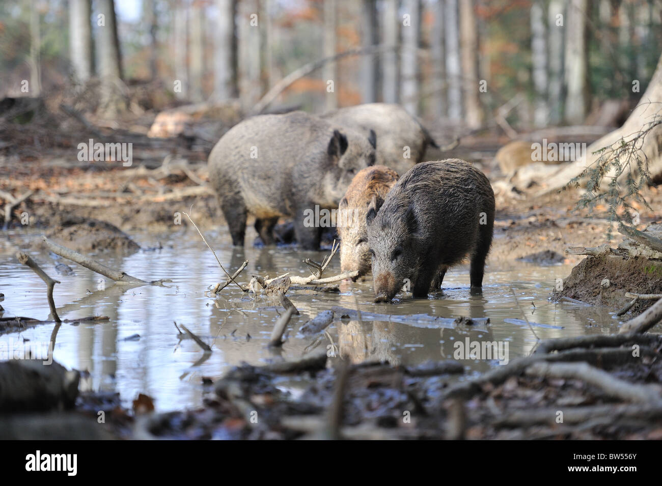 Wildschwein (Sus Scrofa) Gruppe in einem schlammigen Pool trinken Stockfoto