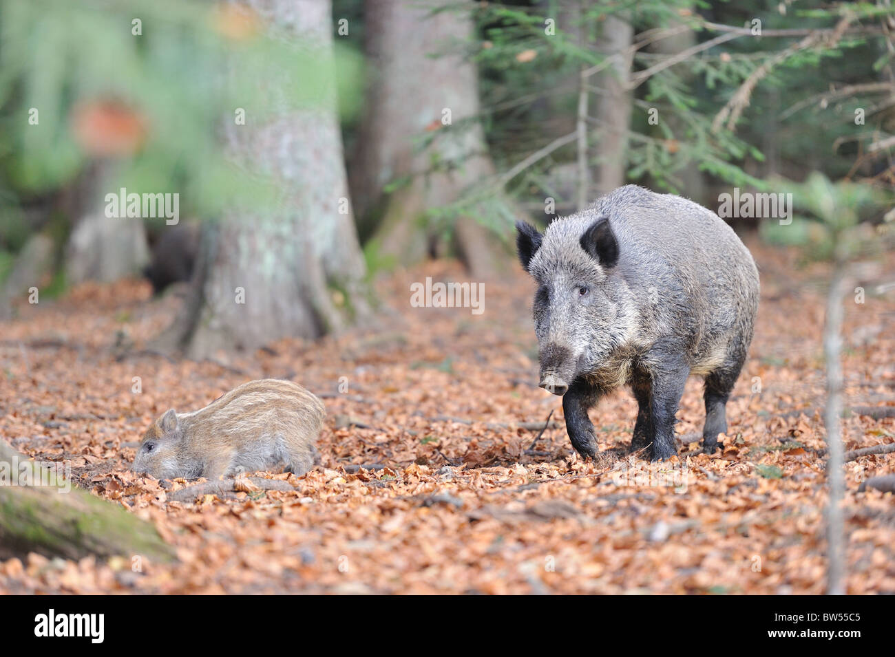 Wildschwein (Sus Scrofa) Sau & eines ihrer Ferkel Stockfoto