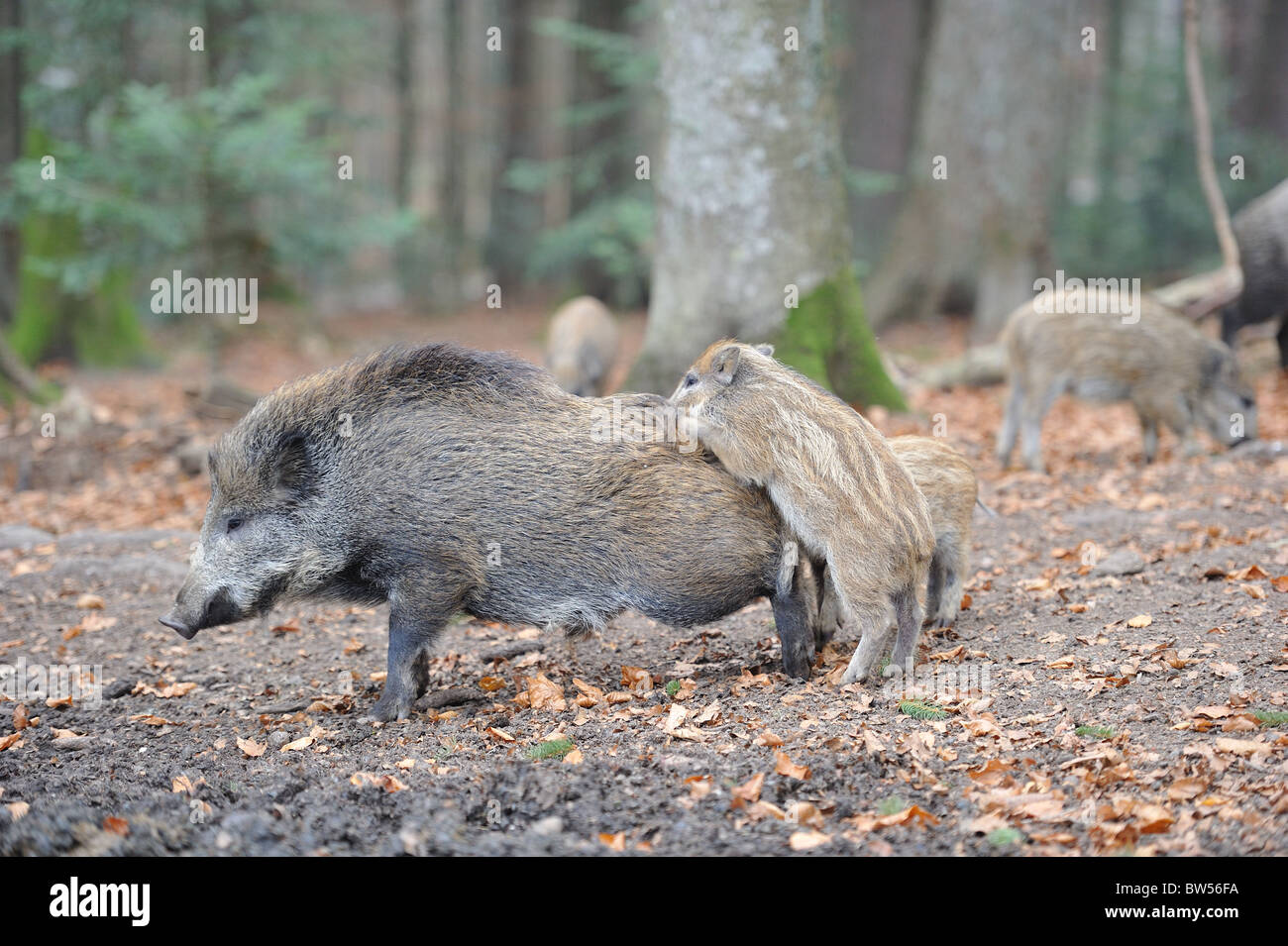 Wildschwein (Sus Scrofa) Ferkel spielt mit ihrer Mutter Stockfoto