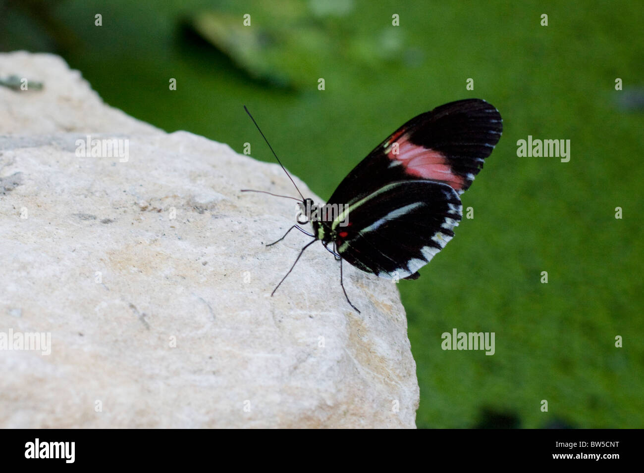 Kleinen Briefträger Schmetterling Stockfoto