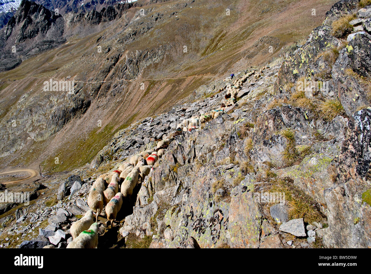 Migration von Schafen in den Bergen Stockfoto