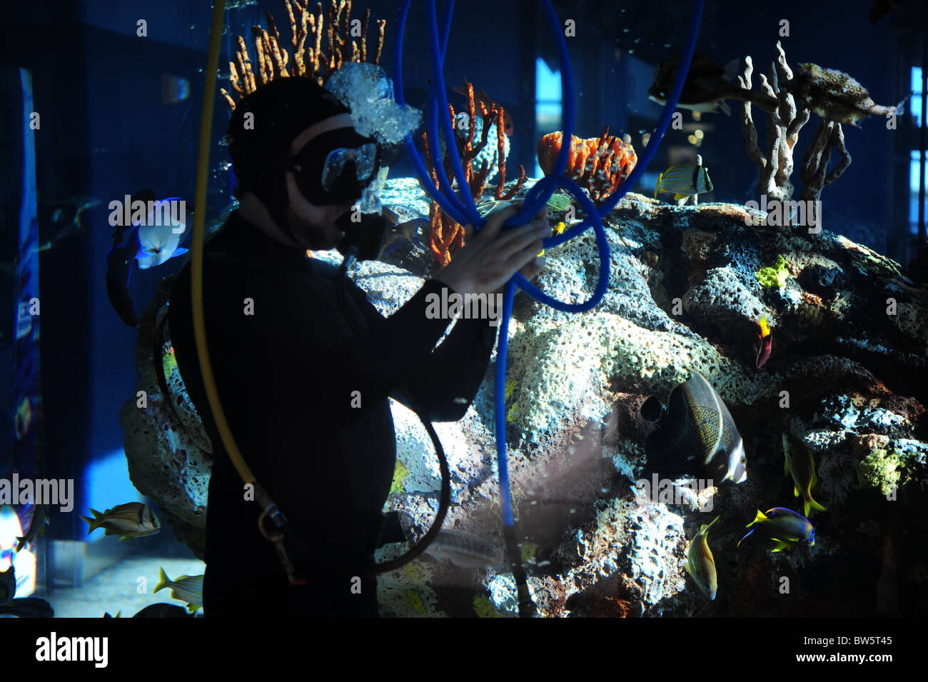 Aquarium Taucher entwirren blaue Schlauch in Salzwasser Ozeanbecken Stockfoto