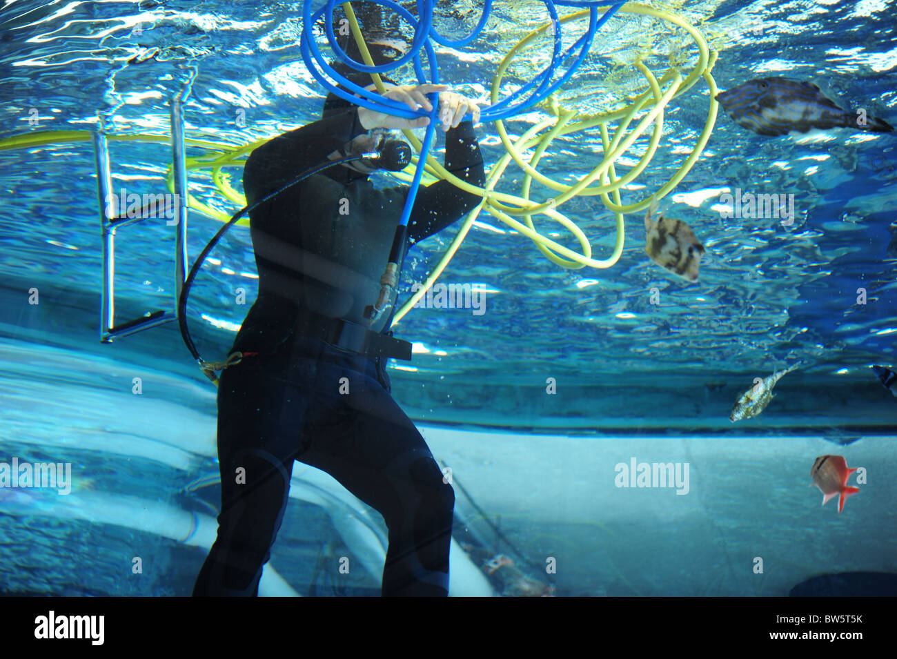 Aquarium Taucher entwirren blauen und gelben Schläuche im Ozeanbecken Stockfoto