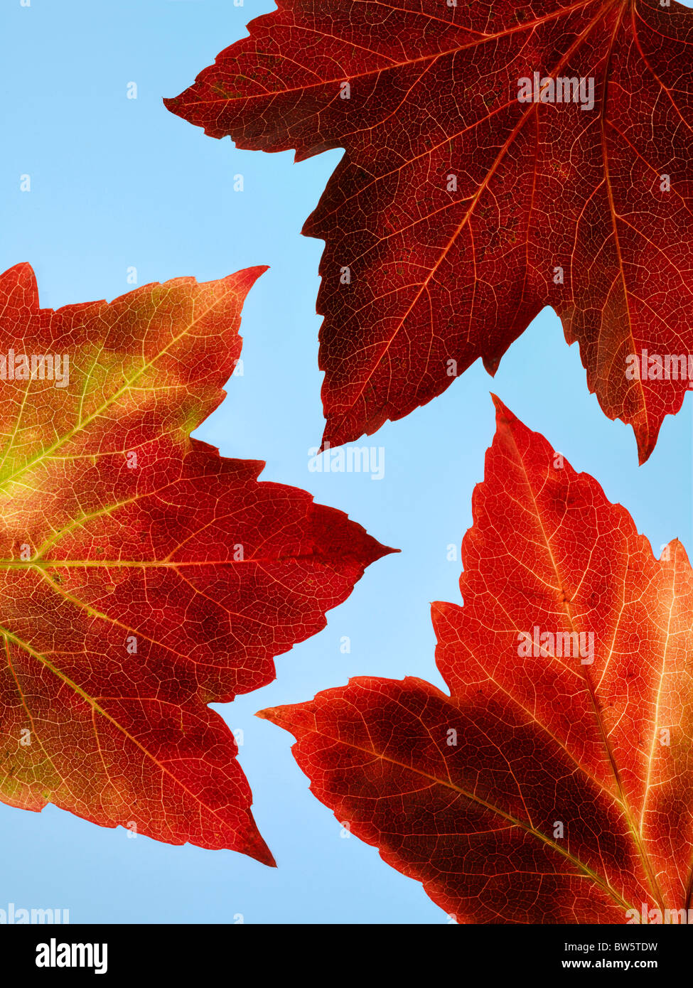 Nah - lässt sich von drei rote und gelbe Herbst Rebe mit blauem Himmel über Stockfoto