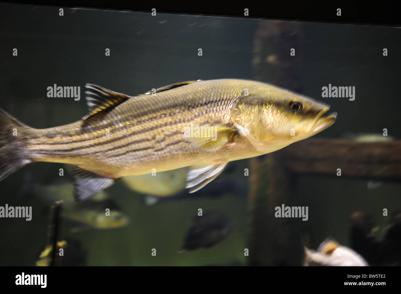 Schwimmenden Salzwasser Fischen in South Carolina Aquarium Stockfoto