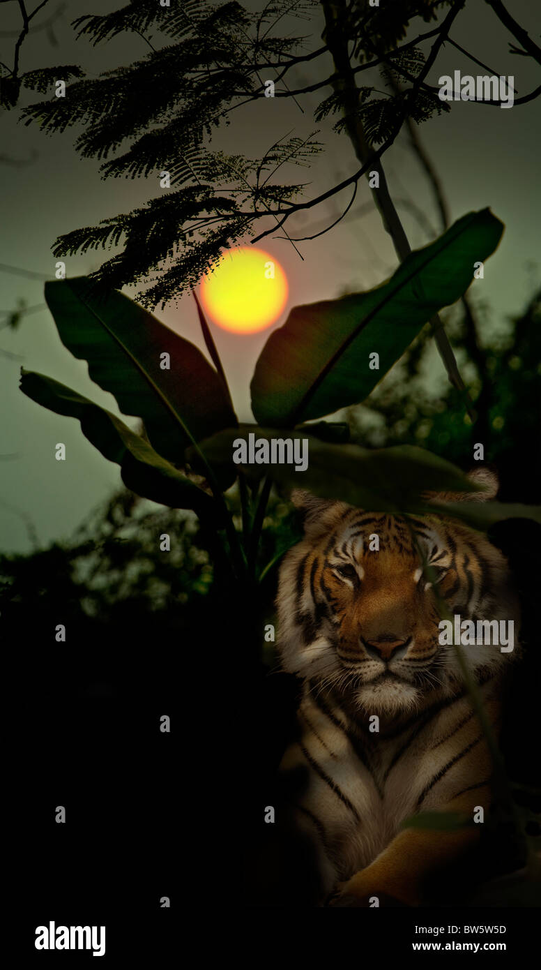 Wald-Szene mit Sonne niedrig am Himmel und ein Tiger im Vordergrund überlagert. Stockfoto