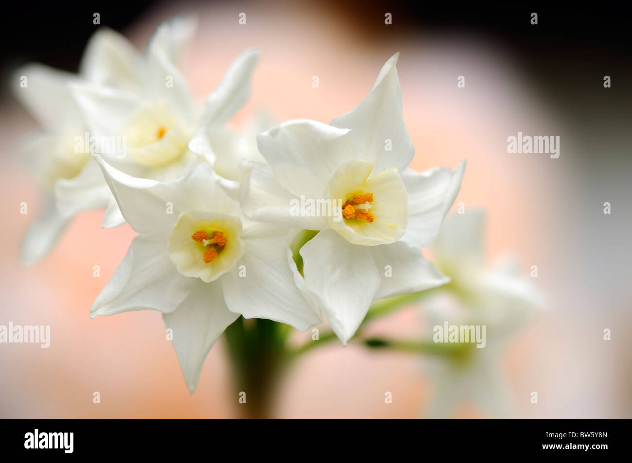 Weiße Narzisse Blumen Division 7 Jonquilla Stockfoto
