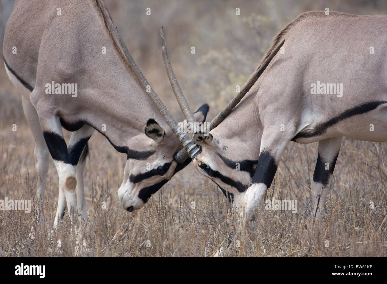 Beisa Oryx Männchen sparring Samburu Nationalpark Kenia Stockfoto