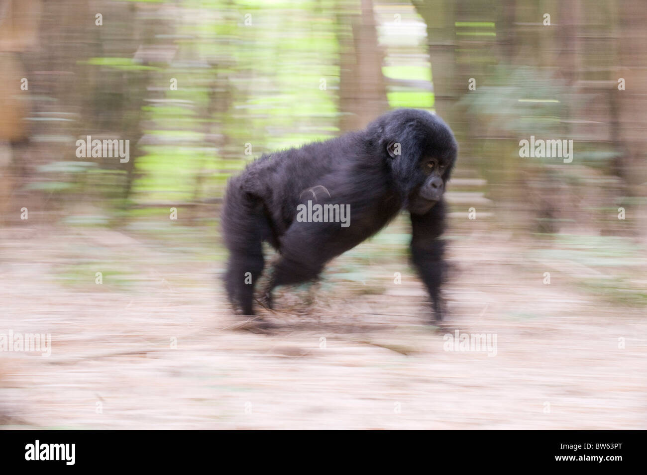 Mountain Gorilla Gorilla Gorilla Berengei Jugendlicher in Ruandas Parc National des Vulkane Wald laufen Stockfoto