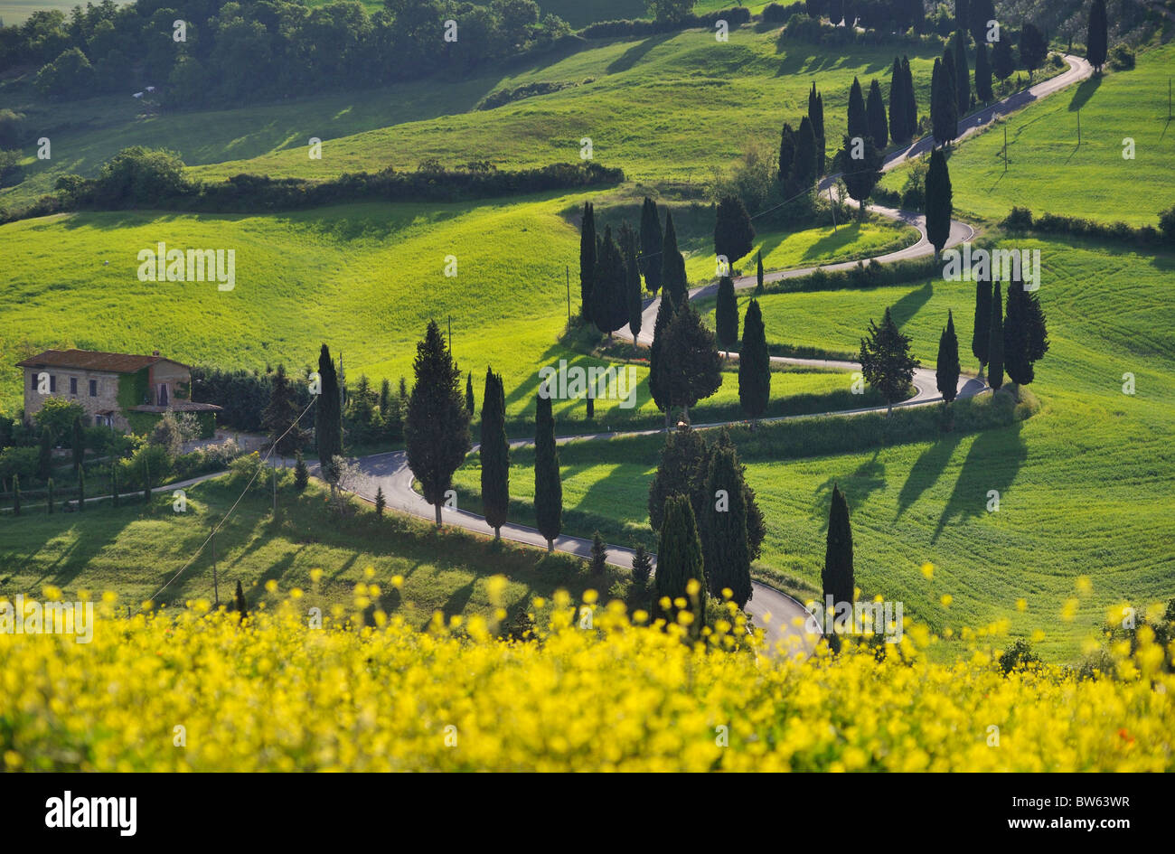 Kurvenreiche Straße und Zypressen, La Foce in der Nähe von Pienza, Siena, Toskana, Italien Stockfoto