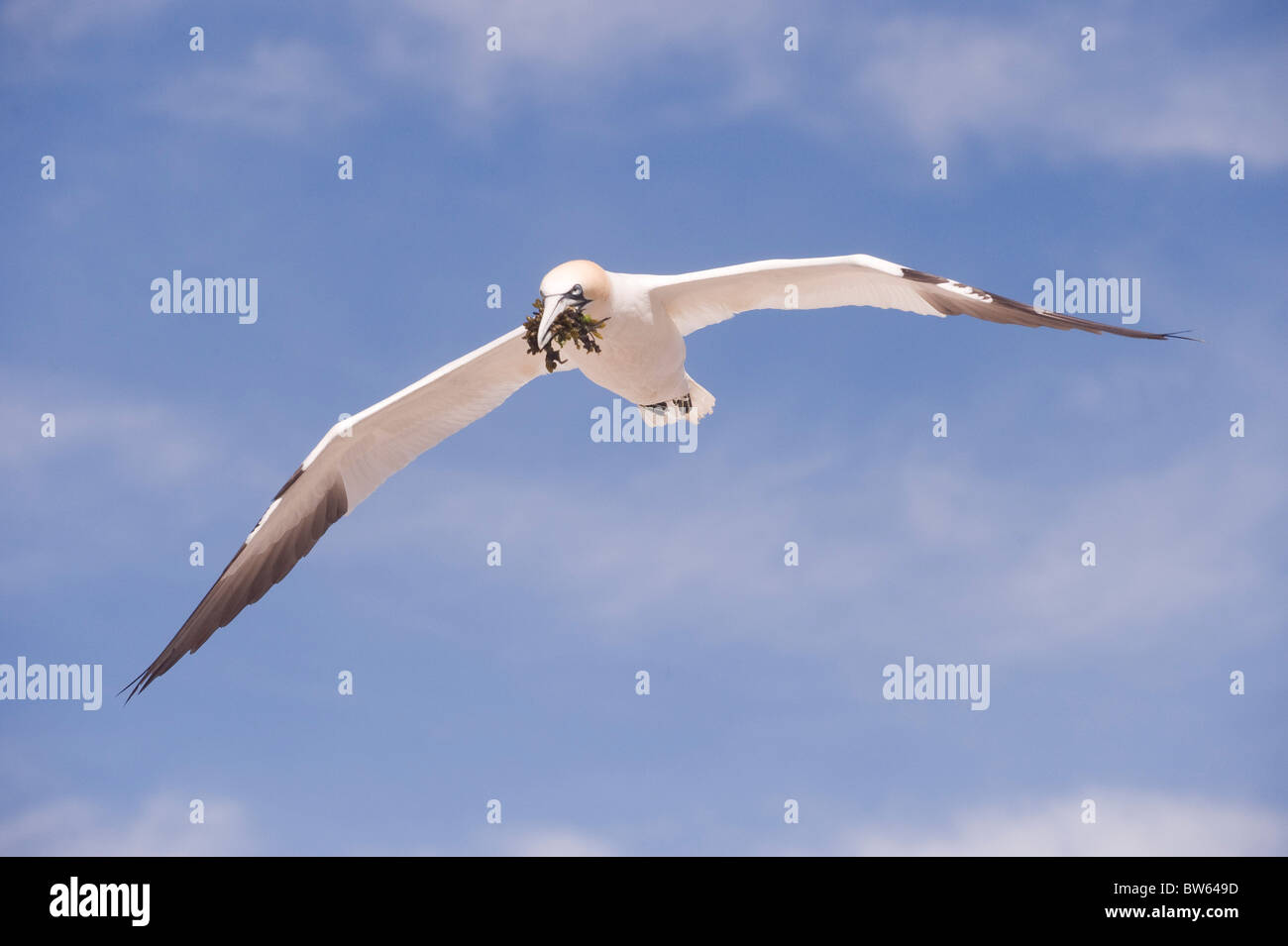 Gannet Nistmaterial, Standort in Gannetry Bass Rock Firth of Forth UK nest zu bringen Stockfoto