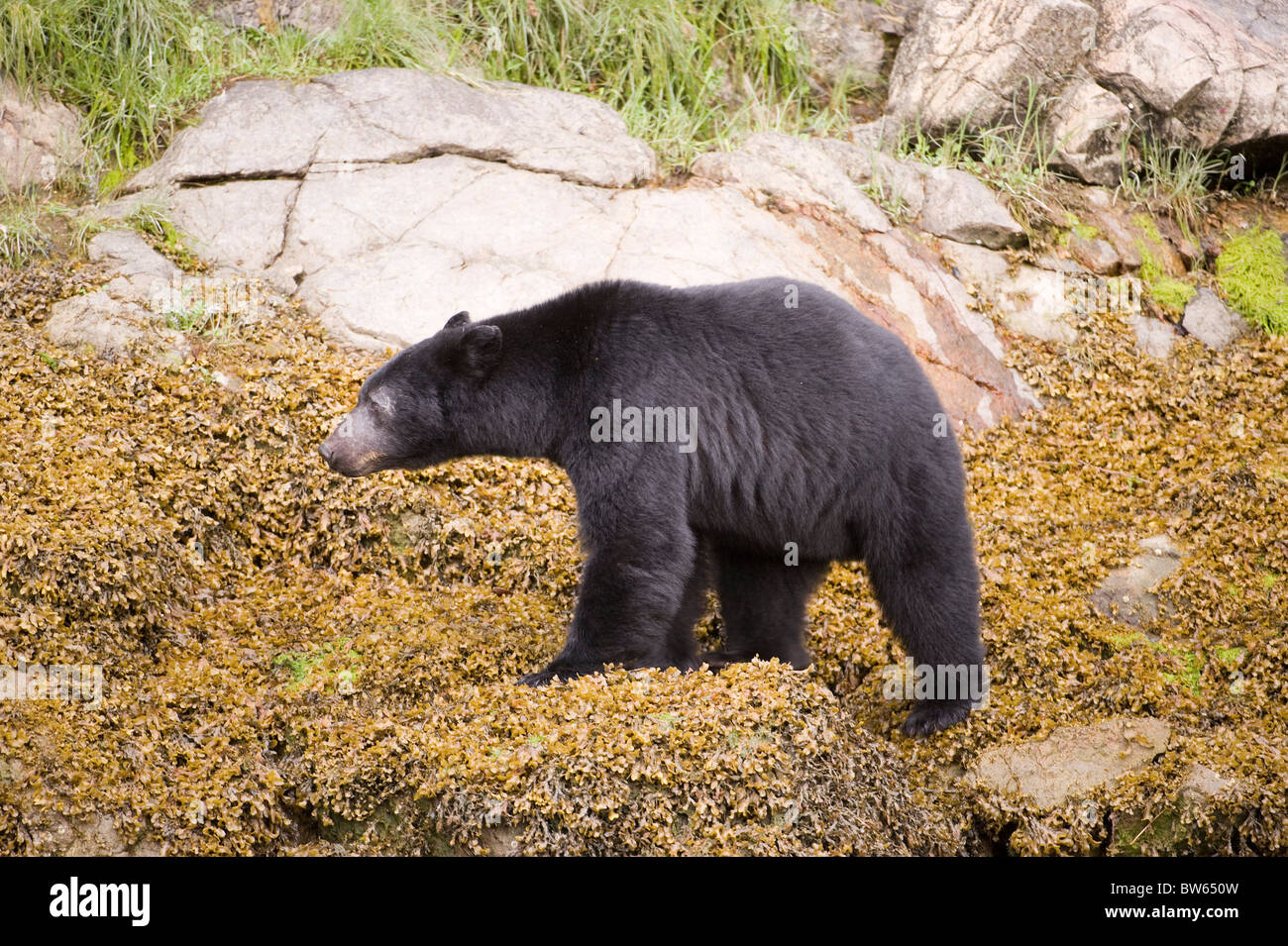 Amerikanischer Schwarzbär Ursus Americanus männlichen Knight Inlet Britisch-Kolumbien Stockfoto