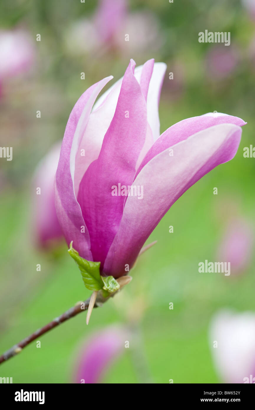 Rosa Magnolie Blume Nahaufnahme Stockfoto