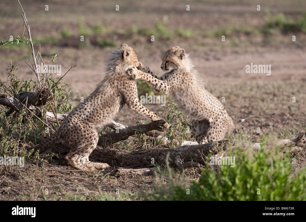 Cheetah Jungen spielen Kämpfe stehen auf Hinterbeinen Acinonyx Jubatus Serengeti Nationalpark Tansania Afrika Stockfoto