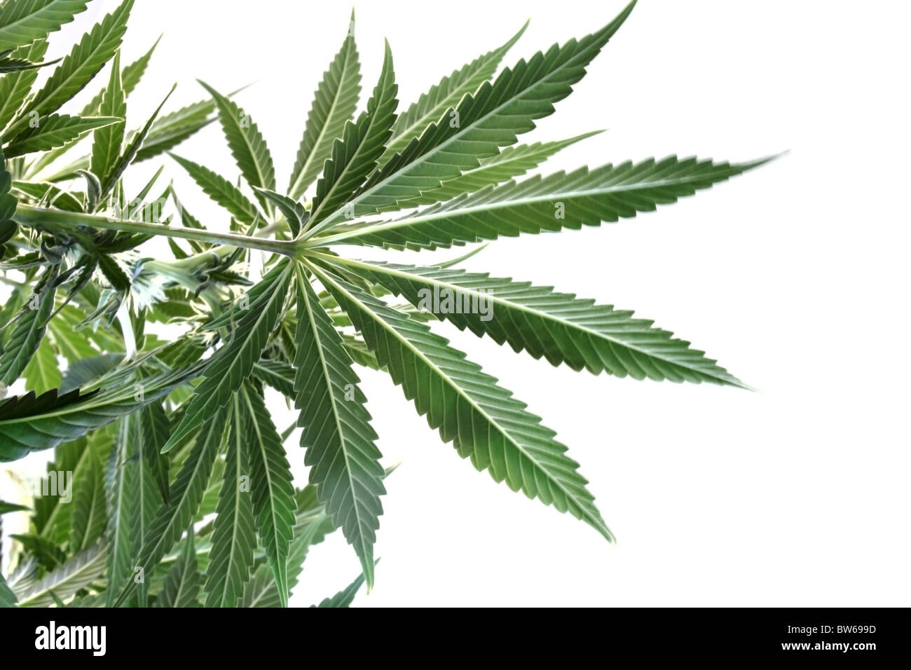 Marihuana-Pflanze aus unter der Anlage gezeigt. Isoliert auf weißem Hintergrund Stockfoto