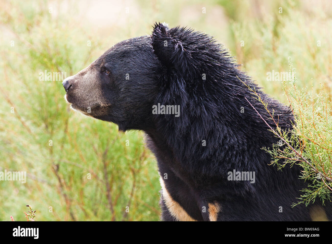 Asiatische Schwarzbären Porträt in der Natur Stockfoto