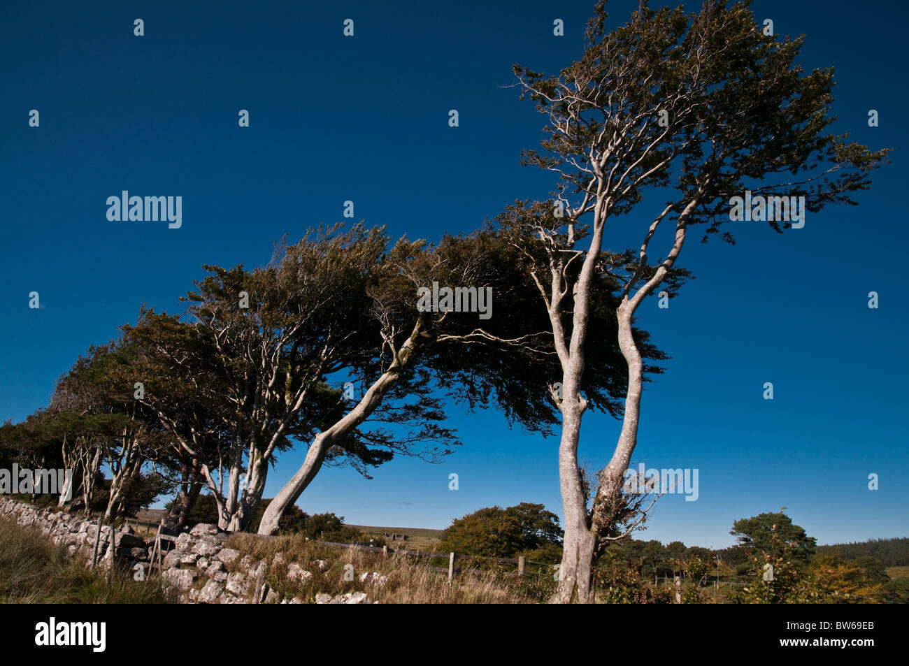 Windigen Weißdorn Bäume im Dartmoor Stockfoto