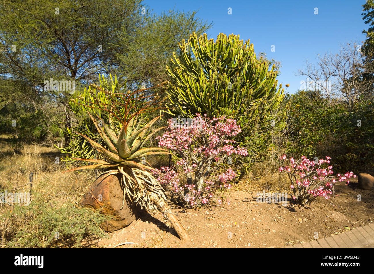 Letaba Rest Camp Kruger Nationalpark in Südafrika Stockfoto