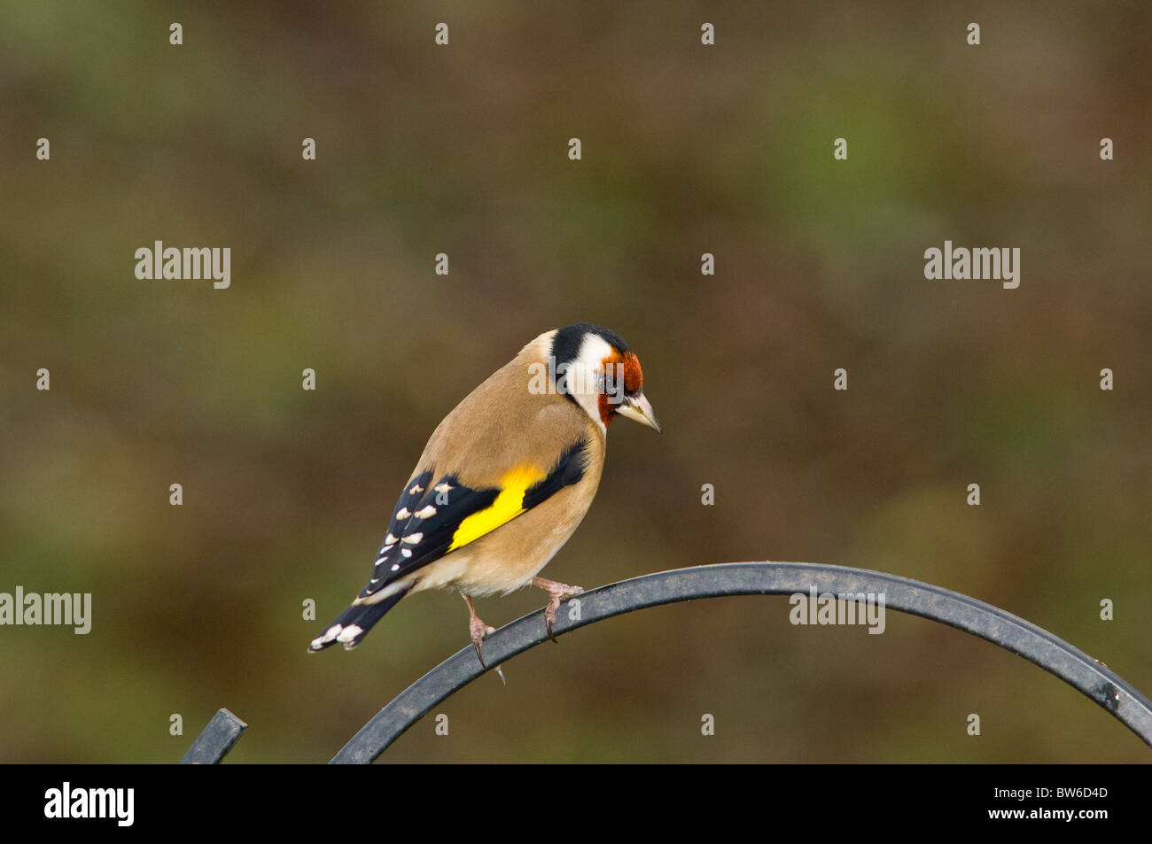 Erwachsenen Stieglitz ruht auf einem Vogelhäuschen Stockfoto