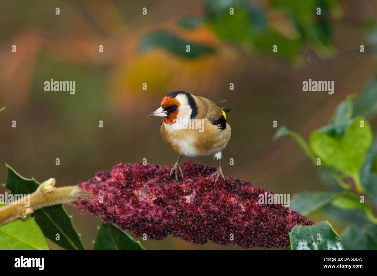 Erwachsenen Stieglitz Stockfoto