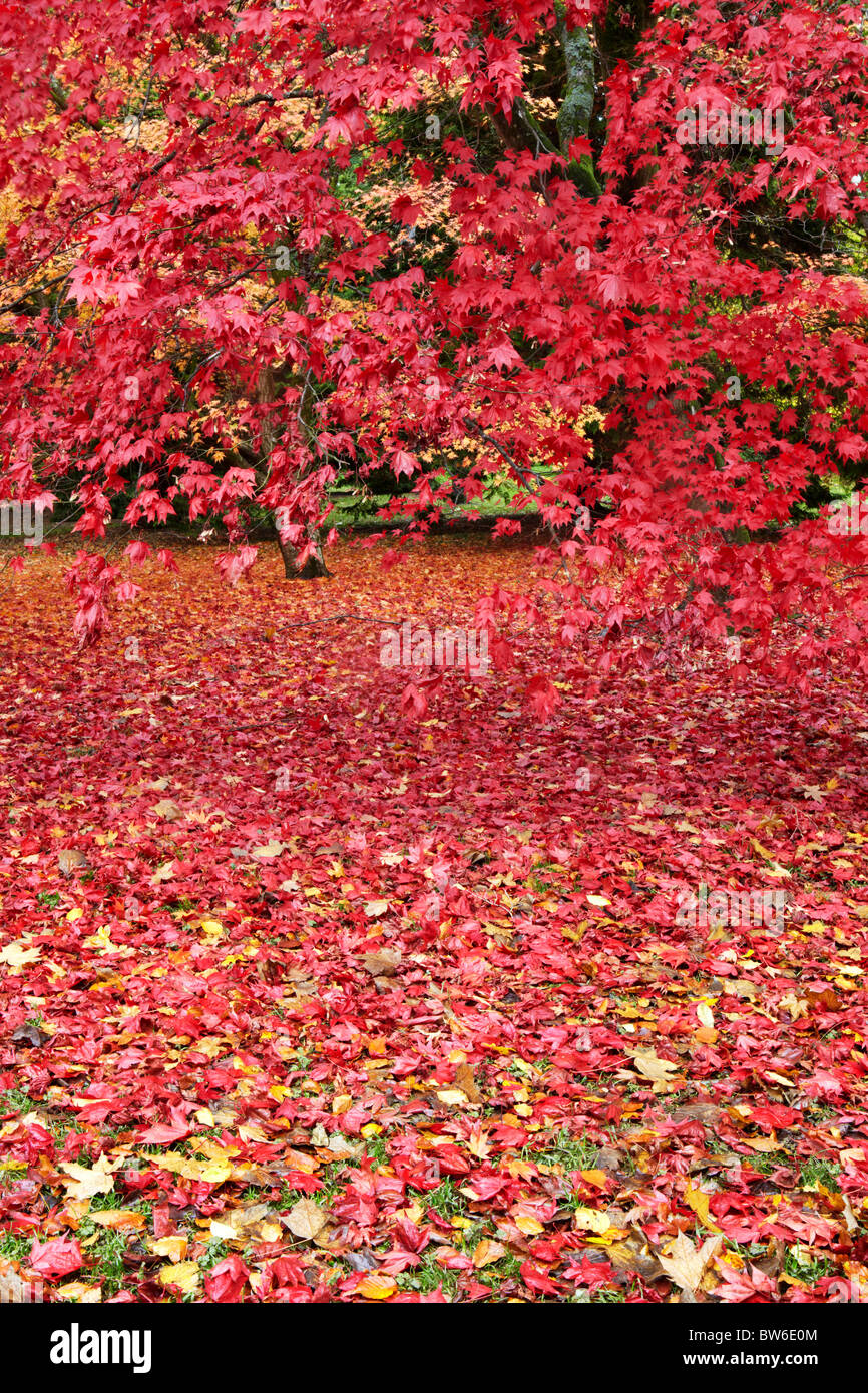 Herbstfärbung im Westonbirt Arboretum, in der Nähe von Tetbury in Gloucestershire Stockfoto