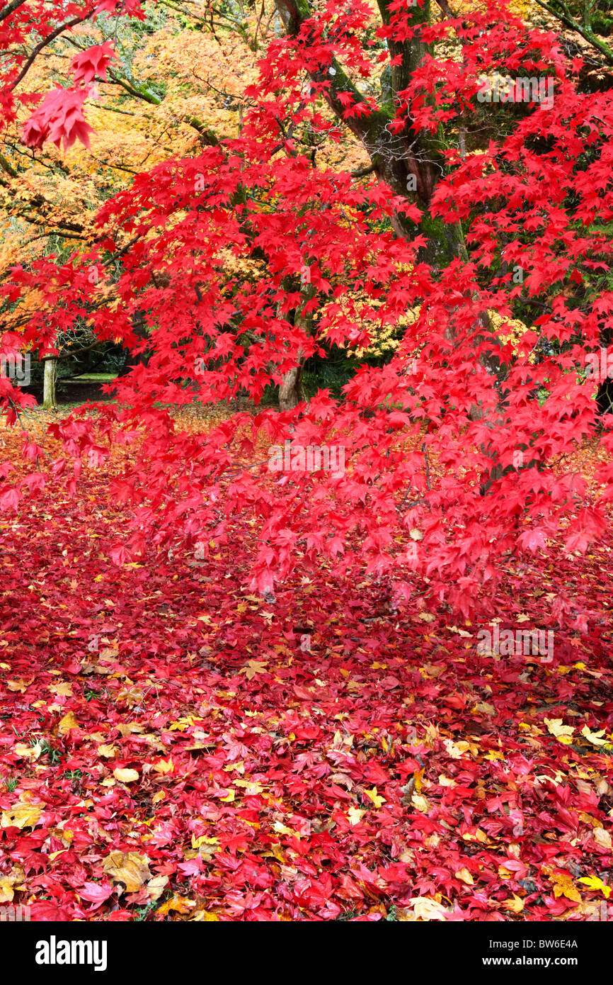 Herbstfärbung im Westonbirt Arboretum, in der Nähe von Tetbury in Gloucestershire Stockfoto