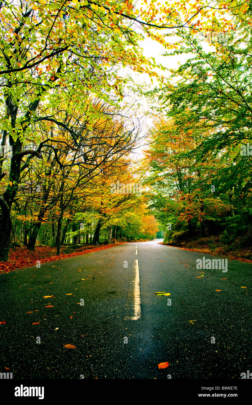 Herbstliche Landschaft mit einer schönen Straße mit farbigen Bäume Stockfoto