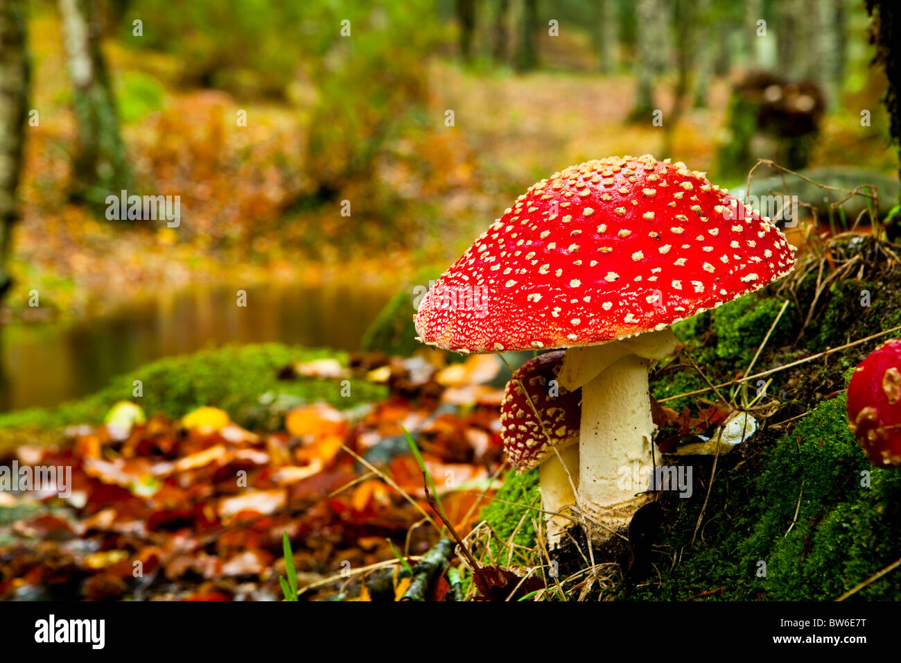 Nahaufnahme Bild von Amanita giftige Pilze in der Natur Stockfoto