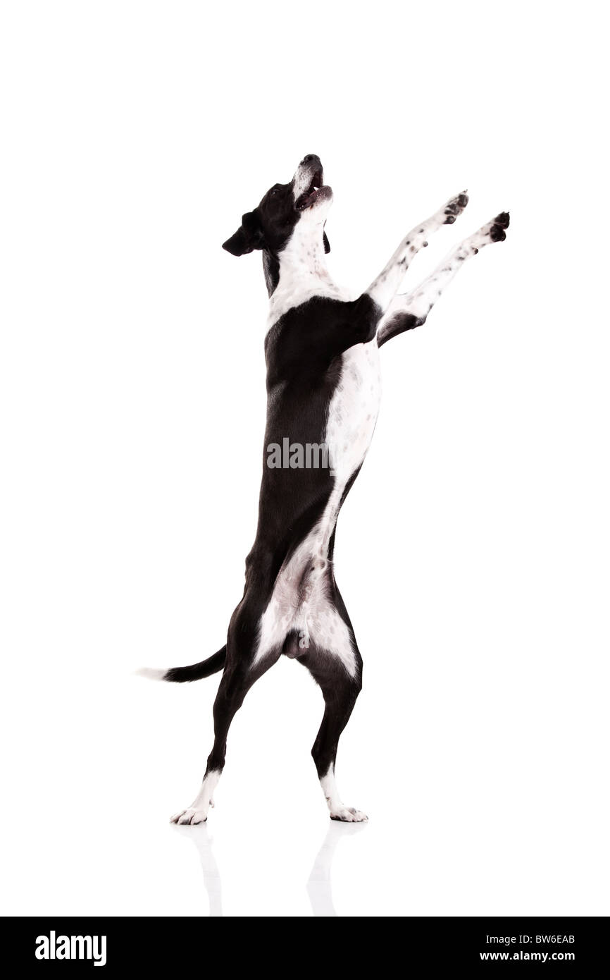 Schöner Mischling Hund, stehend auf weißem Hintergrund Stockfoto