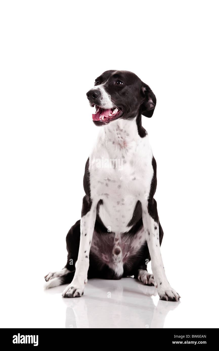 Schöner Mischling Hund sitzt auf weißem Hintergrund Stockfoto