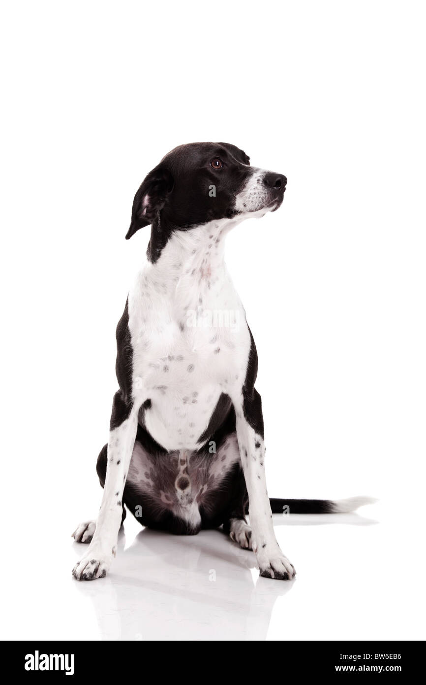 Schöner Mischling Hund sitzen und isoliert auf weißem Hintergrund Stockfoto