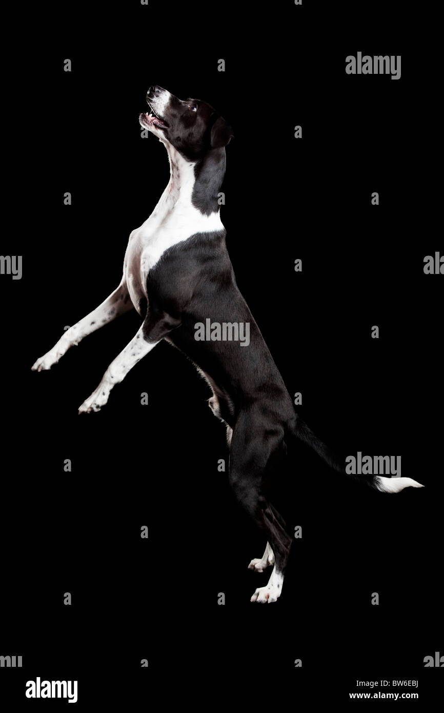 Schöner Mischling Hund, stehend auf schwarzem Hintergrund Stockfoto