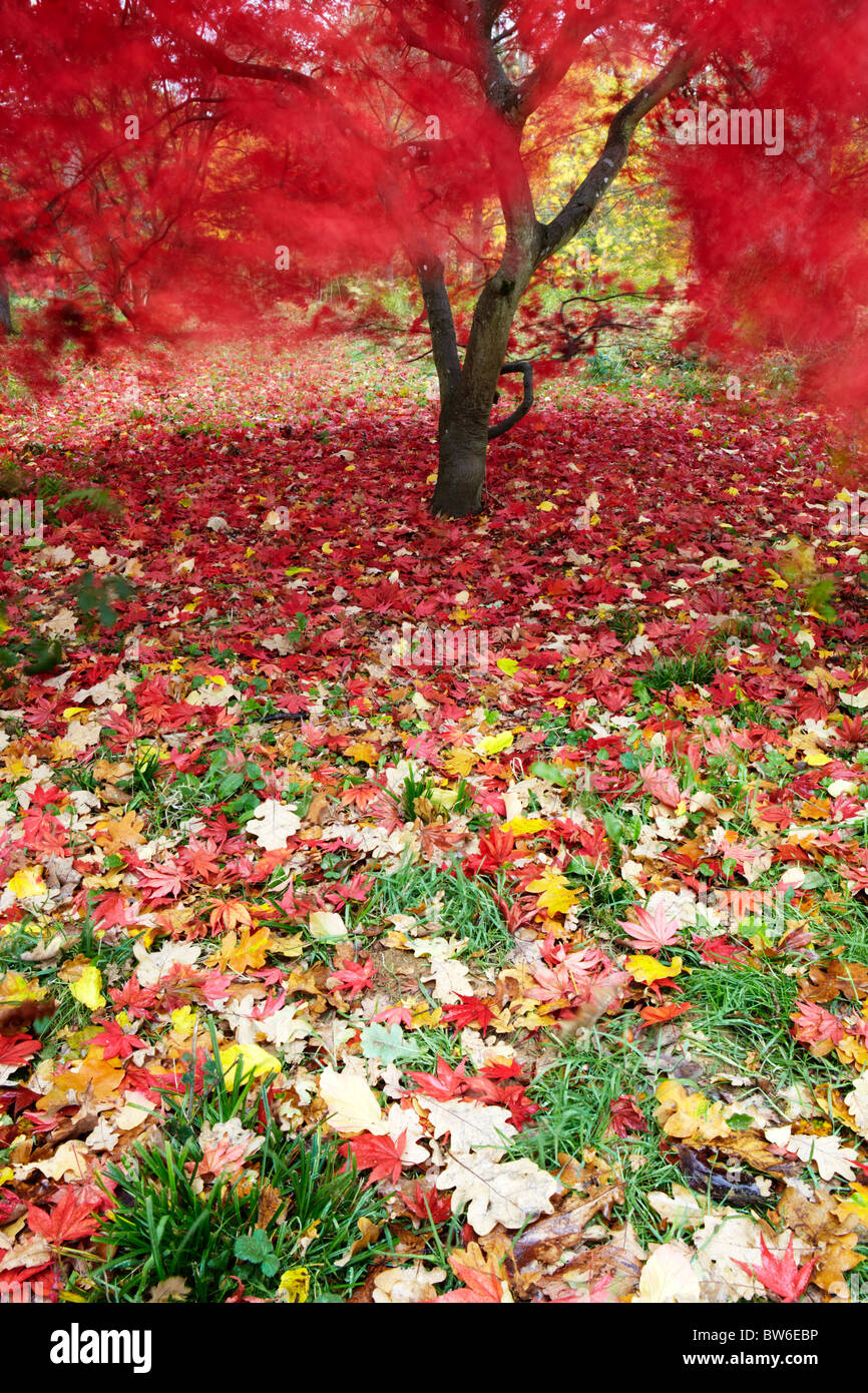 Herbstfärbung im Westonbirt Arboretum, in der Nähe von Tetbury in Gloucestershire Stockfoto