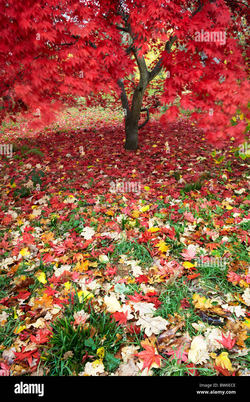 Herbstfärbung im Westonbirt Arboretum, in der Nähe von Tetbury in Gloucestershire Stockfoto