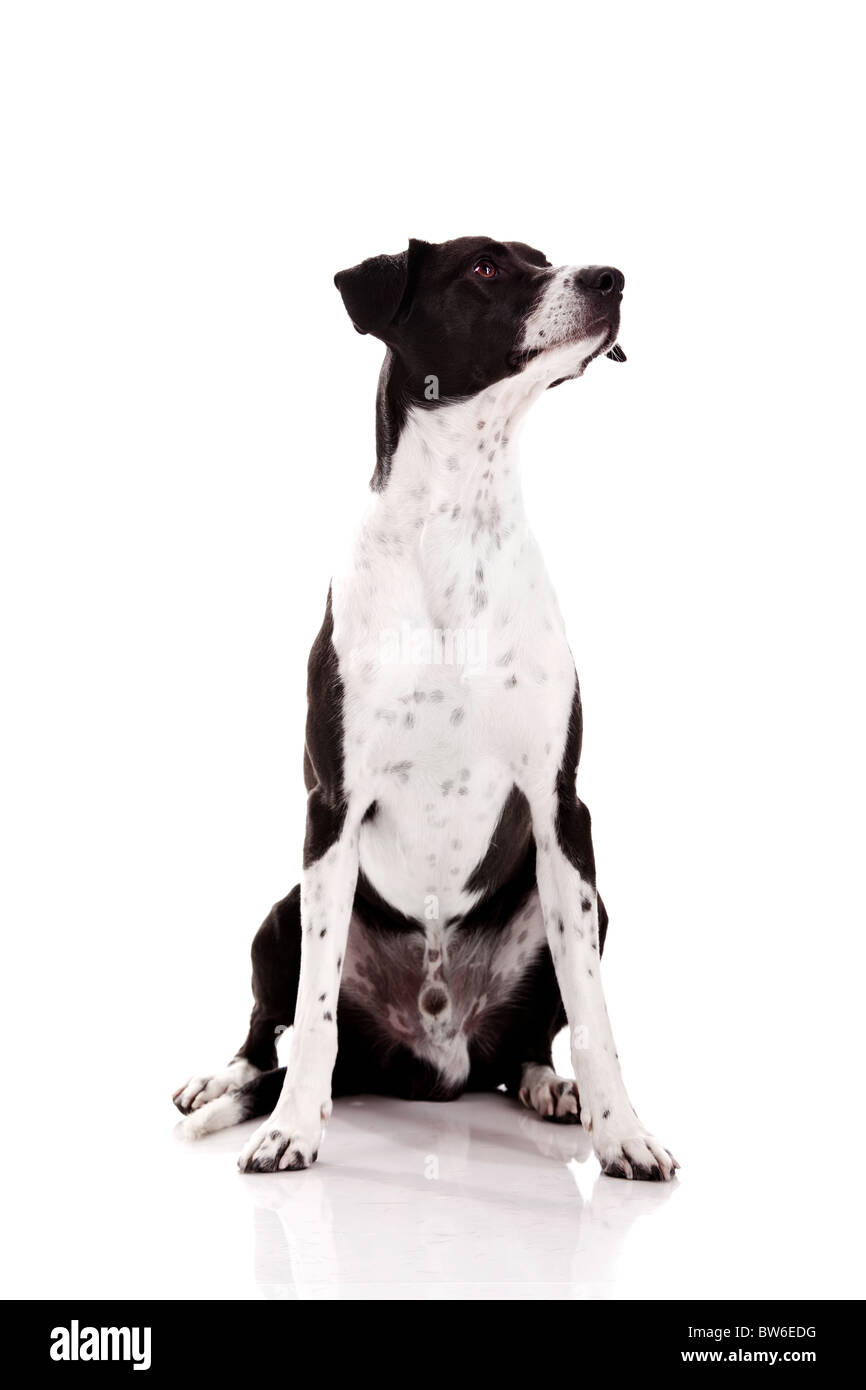 Schöner Mischling Hund sitzt auf weißem Hintergrund Stockfoto