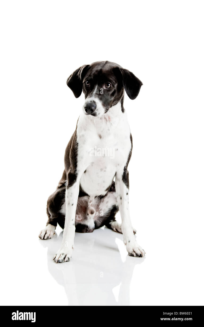 Schöner Mischling Hund sitzt auf weißem Hintergrund Stockfoto
